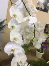 25.11.18. Выставка "Завораживающая орхидея"