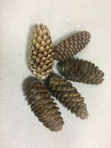 Шишка еловая средняя